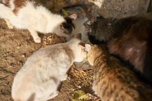 grupo de cuatro gatos comiendo juntos al aire libre en iluminado por el sol zona con natural alrededores. foto