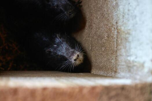 Close-up view of black fuzzy mink resting in corner of rustic enclosure with straw bedding. photo