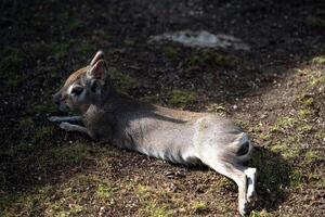 A small deer laying on the ground in the sun photo
