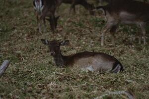 Deer in the field photo