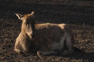 A brown goat laying on the ground in the sun photo