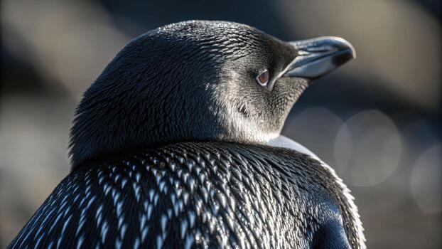 Close up of penguin with tuxedo like pattern on its feathers showing detailed texture and calm expression in natural light photo
