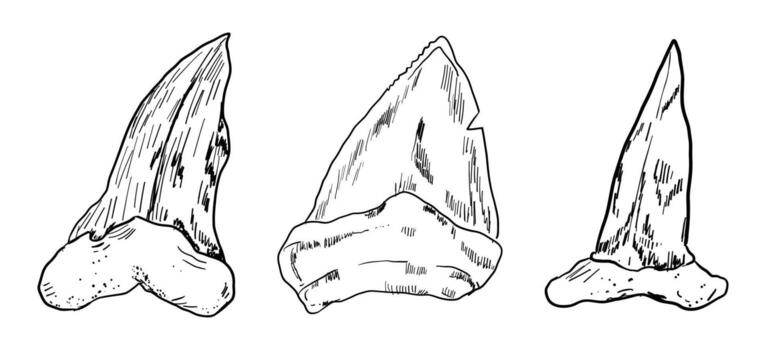 Shark tooth collection sketch tattoo, megalodon line doodle sharp silhouette. Jaw teeth fossil, textured retro symbol. vector