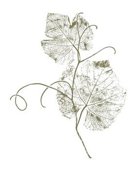 Green print grapevine, grape leaves with curly tendrils, botanical stamp on white background. vector