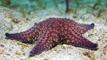 en sjöstjärna rör på sig på de hav golv, invecklad mönster och texturer synlig, sand partiklar flytande försiktigt i de nuvarande video