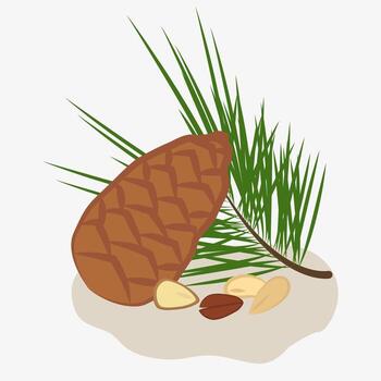 Pine nuts and pine cone. Illustration of pine nuts, pine cones and twigs with needles. vector