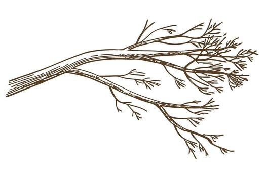 Leafless tree branch with delicate twigs isolated on white background nature, simplicity and rustic botanical element vector