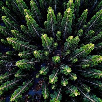 An aerial view captures a dense forest of vibrant green pine trees, creating a mesmerizing pattern. photo