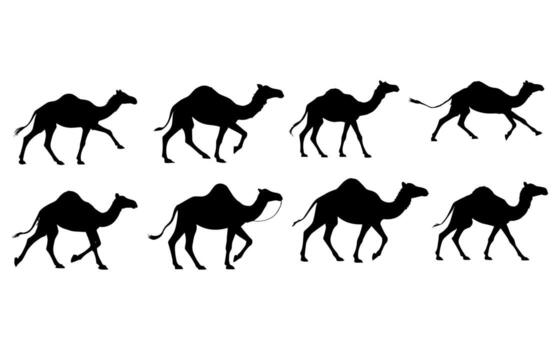 Silhouette Images of Camels in Various Walking PositionsThis image displays six black silhouette illustrations of camels in different walking positions. vector