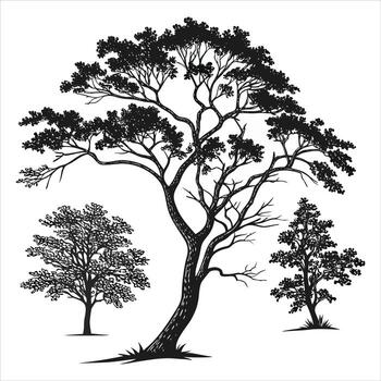 Detailed black and white silhouettes of three distinct trees with textured foliage and branches vector