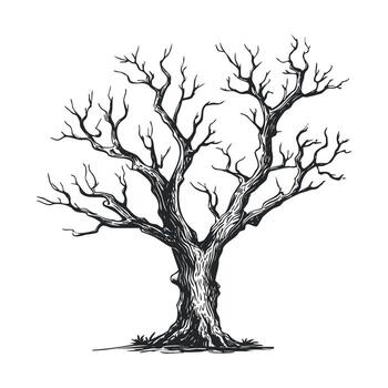 Dried tree with twisted branches for nature and art design vector