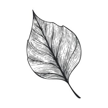Detailed sketch of a leaf showcasing natural textures and patterns vector