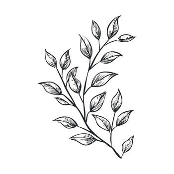 Nature inspired leaf branch sketch for design and print projects vector