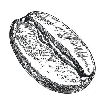 café frijol bosquejo para culinario diseño y bebida marca vector