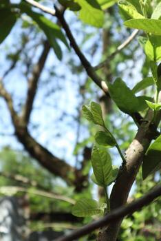 rama con verde hojas, desde un guayaba árbol foto
