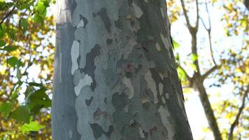 träd bark textur bark av en barr- träd, närbild, i en botanisk trädgård video