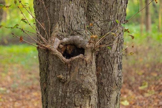 Close-up of a unique tree trunk with an intriguing natural hole and small branches growing from it in a forest. Concept of nature's resilience, tree growth, and the beauty of imperfections photo
