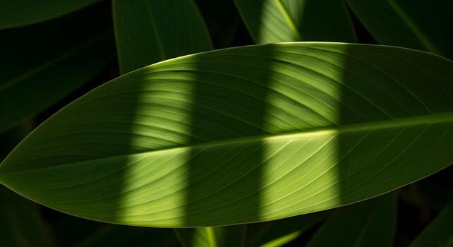 Top view of abstract green leaf pattern with sunlight and deep shadow interplay, high-resolution texture and sharp edges, noise-free and blur-free photography photo