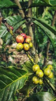 Close up view of coffee plant with berries in various stages of ripening photo