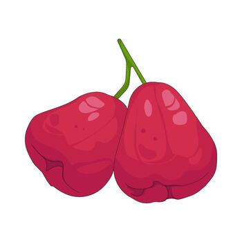 Illustration of Two Java Apples vector