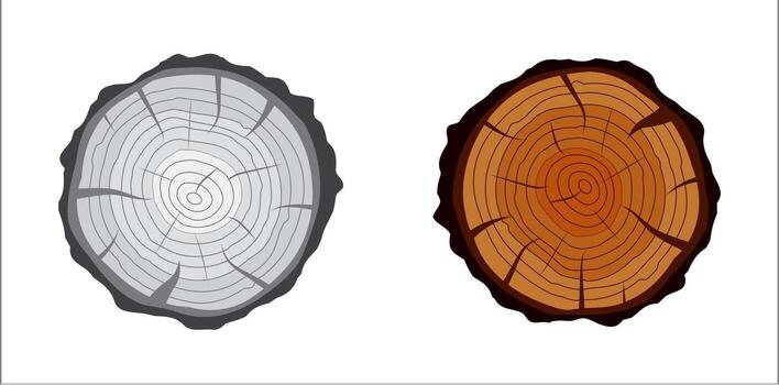 Cut tree rings wood texture with growth circles vector