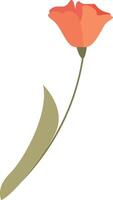 amapola flor mano dibujado ilustración vector