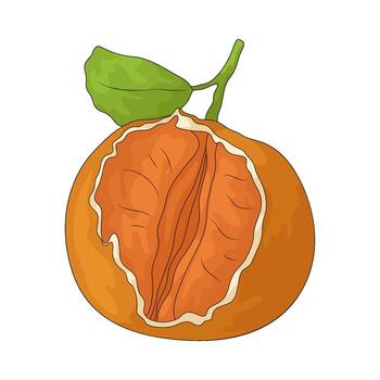 oranges with slightly open skin vector