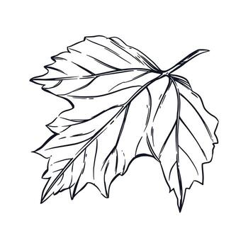 A large sheet of viburnum, a shrub, hand-drawn in ink and translated into a . The illustration is suitable for printing on paper and fabric, for textile design and packaging of food vector