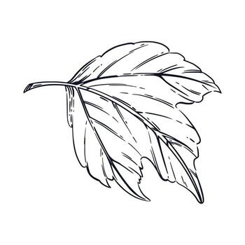 A large sheet of viburnum, a shrub, hand-drawn in ink and translated into a . The illustration is suitable for printing on paper and fabric, for textile design and packaging of food, cosmetics vector