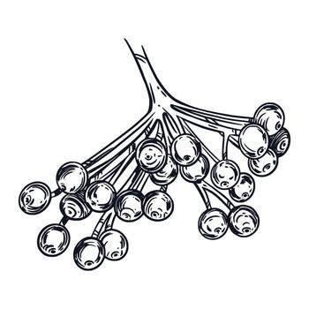 Viburnum, a large branch of the berries of the viburnum shrub, hand-drawn in ink and translated into a . The illustration is suitable for printing on fabric, paper, label design vector