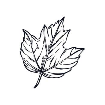 A leaf of a viburnum shrub, hand-drawn in ink, is translated into a . illustration is suitable for printing on product packaging, printing on fabric and paper vector
