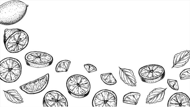 Lemon slices and mint leaves isolated rectangle frame with empty space for text. Monochrome citrus fruit, aromatic herbs etching drawing. Mojito ingredients for healthy cold and hot drink vector
