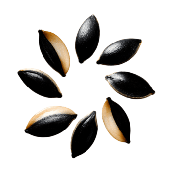 solros frön anordnad i en cirkulär mönster på en svart bakgrund som visar deras mörk skal och ljus inre delar png