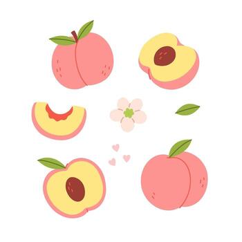 Set of simple peaches and halves. graphics. vector