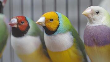 colorida tentilhões exibindo vibrante penas dentro a cela video