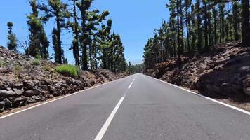 a road with trees on both photo