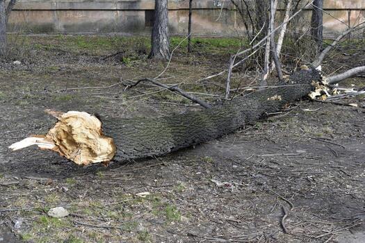 The trunk of a fallen tree in the courtyard of the house. A fallen tree after the wind. A communal accident caused by a fallen tree. photo