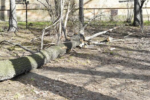 The trunk of a fallen tree in the courtyard of the house. A communal accident caused by a fallen tree. A fallen tree after the wind. photo