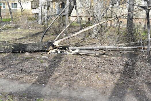 The trunk of a fallen tree in the courtyard of the house. A fallen tree after the wind. photo