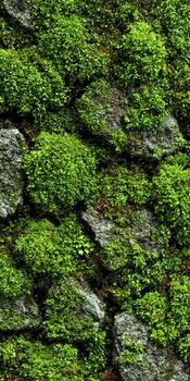 Moss grows on stone wall surface photo
