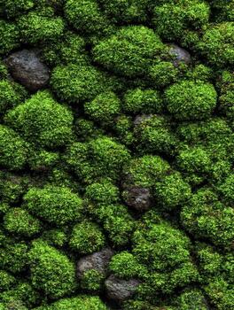 Green moss covering rocks pattern photo