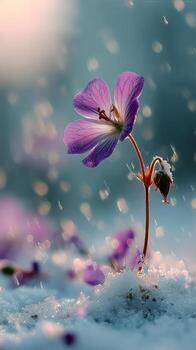 Blooming Purple Flower Stands Resilient in the Snow During Winters End photo
