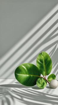 Lush Green Leaves on a White Surface Casting Shadows in Natural Light photo