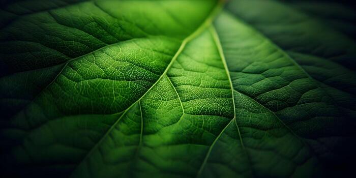 Close up of a green leaf showing detailed texture photo