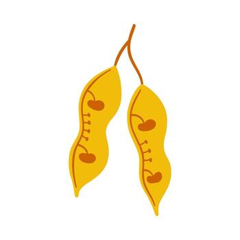 Seeds and berries of acacia tree, yellow color. Simple hand drawn element on a white background for stickers, web design, and postcards vector