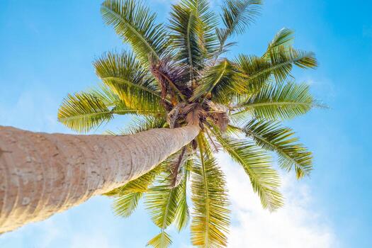 palm tree with a trunk, bottom view, photo