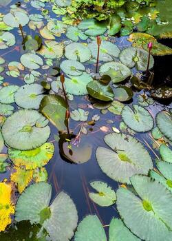 A tranquil top-down view captures a serene pond filled with an array of water lily pads and several pink flower buds emerging from the dark, reflective water. The composition is a vibrant tapestry of photo