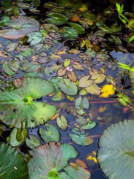 A tranquil top-down view captures a serene pond filled with an array of water lily pads and several pink flower buds emerging from the dark, reflective water. The composition is a vibrant tapestr photo