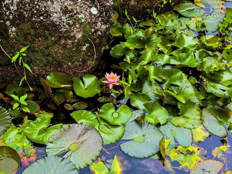 un tranquilo De arriba hacia abajo ver capturas un sereno estanque lleno con un formación de agua lirio almohadillas y varios rosado flor brotes emergente desde el oscuro, reflexivo agua. el composición es un vibrante tapiz foto