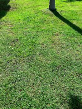 Tranquil grassy field with light tree shadows in simple style photo